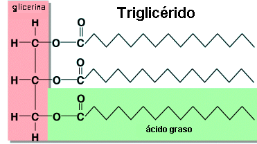 Triglicéridos suero bajos